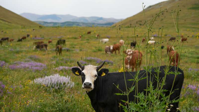 Ilustrasi konsep sapi ungu (Purple Cow) di tengah kawanan sapi biasa, melambangkan bisnis UMKM yang tampil berani, transparan, dan berbeda untuk memenangkan ingatan pelanggan.
